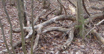 AGED WOOD PILE